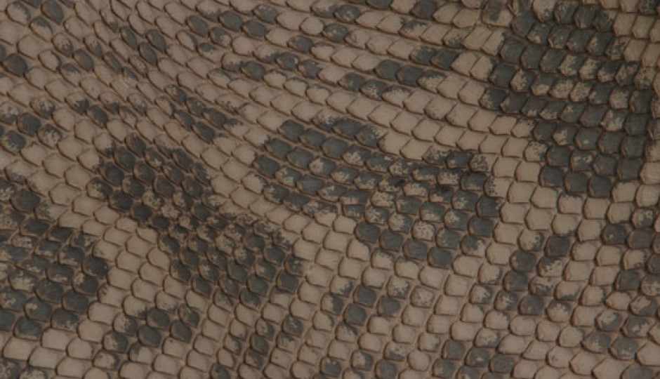 anaconda-natural-detail